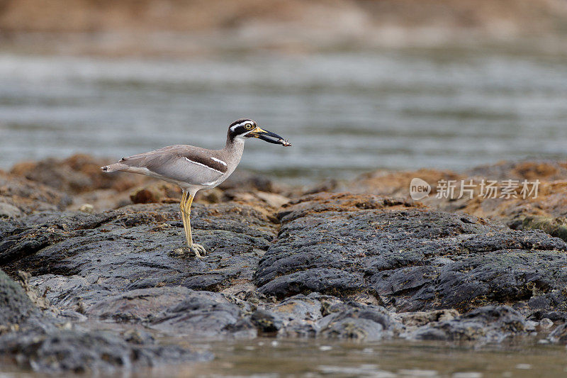 厚膝鸟:成年海滩厚膝或海滩石杓鹬(Esacus magnirostris)。